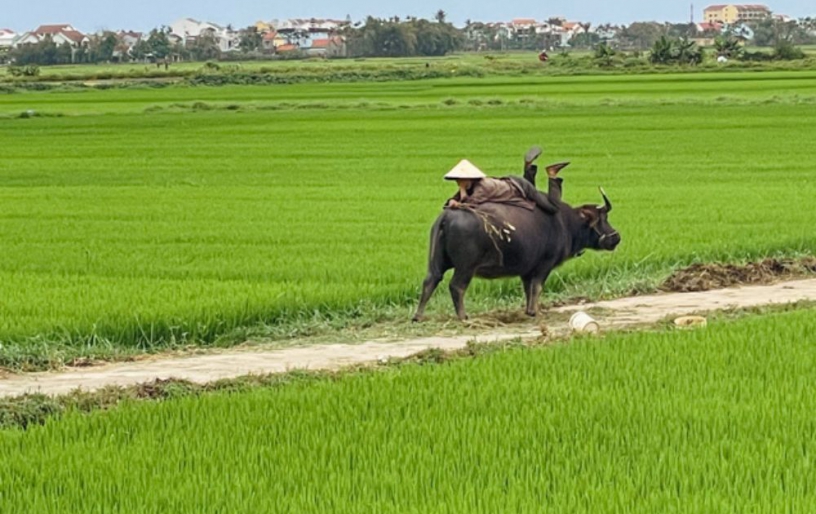 Hoi An Fishing Life & Local Cooking Tour