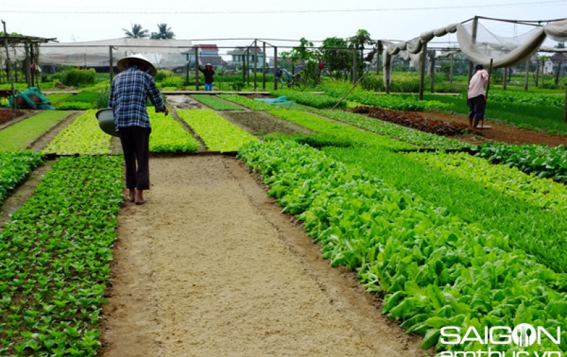 EXPLORING THE FISHING & VEGETABLE VILLAGE IN HOIAN BY BIKE (WITH LUNCH)