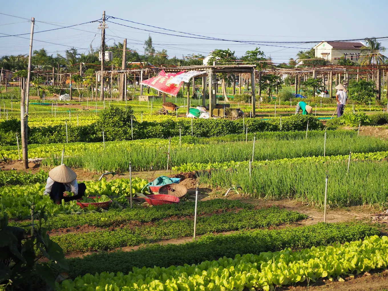 Biking - Farming - Cooking with the Locals